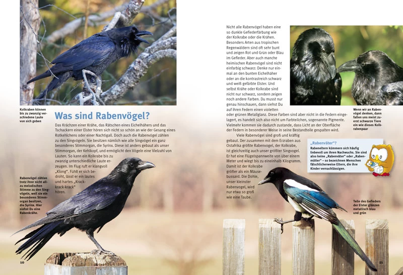 NTV, Entdecke Die Rabenvögel 2 NTV, Entdecke Die Rabenvögel - Image 2