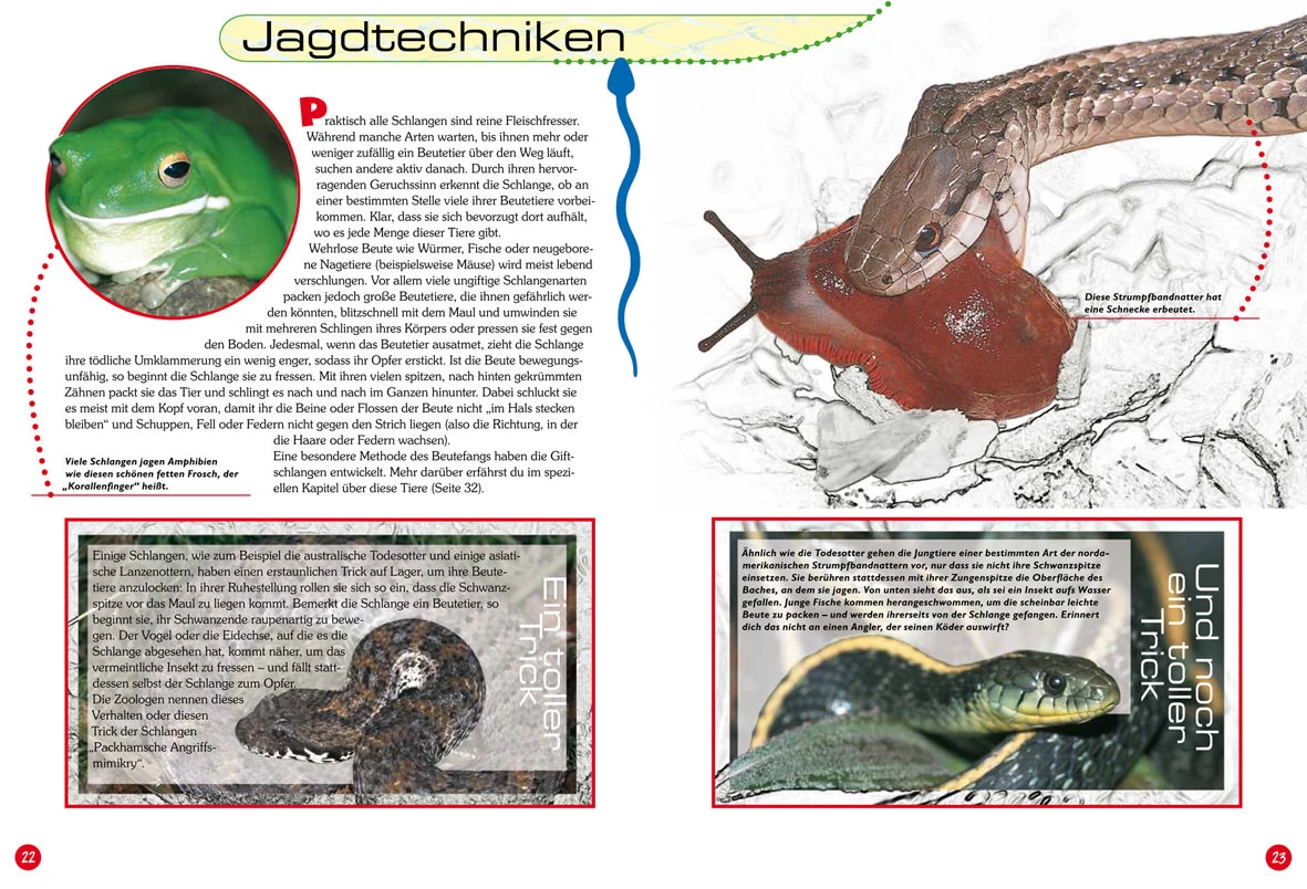 NTV, Entdecke Die Schlangen 5 NTV, Entdecke Die Schlangen - Image 5