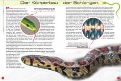 NTV, Entdecke Die Schlangen 8 NTV, Entdecke Die Schlangen -Haustierprodukte 6599c2d90ac3fe0a785b2c3cb66f63c2