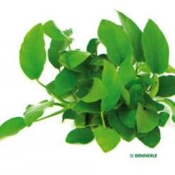 DENNERLE XXL Anubias Barteri Nana - Zwergspeerblatt Mehrtriebig