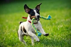 Fleecy Zerrspielzeug -Haustierprodukte Fleecey