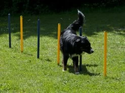 Procyon Agility Starter Set 6 Procyon Agility Starter Set -Haustierprodukte agility stoecke
