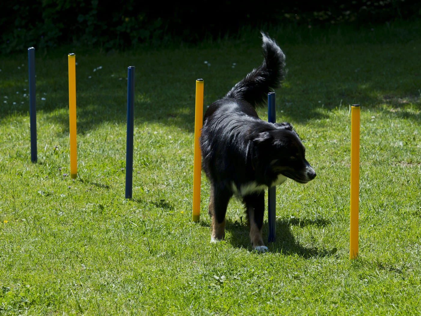 Procyon Agility Starter Set 3 Procyon Agility Starter Set - Image 3