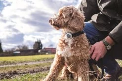 Verhaltens- Und Aktivitätstracker Animo