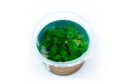 Anubias Barteri Nana ’Petite’