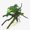 DENNERLE Anubias Barteri Nana Mit Taxiphyllum Barbieri Spiderwood