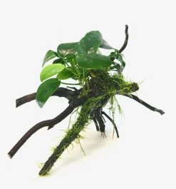 DENNERLE Anubias Barteri Nana Mit Taxiphyllum Barbieri Spiderwood
