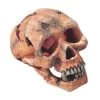 Totenkopf 15cm