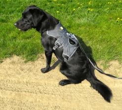 Ruffwear Web Master Geschirr Twilight Grau