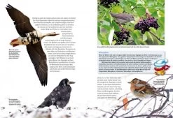 NTV, Entdecke Die Zugvögel -Haustierprodukte b4bb81e2ebda6c9cda2abffcdd4c9cc6