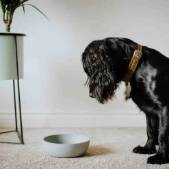 District 70 Bamboo Hundenapf -Haustierprodukte bamboo dog bowl 3