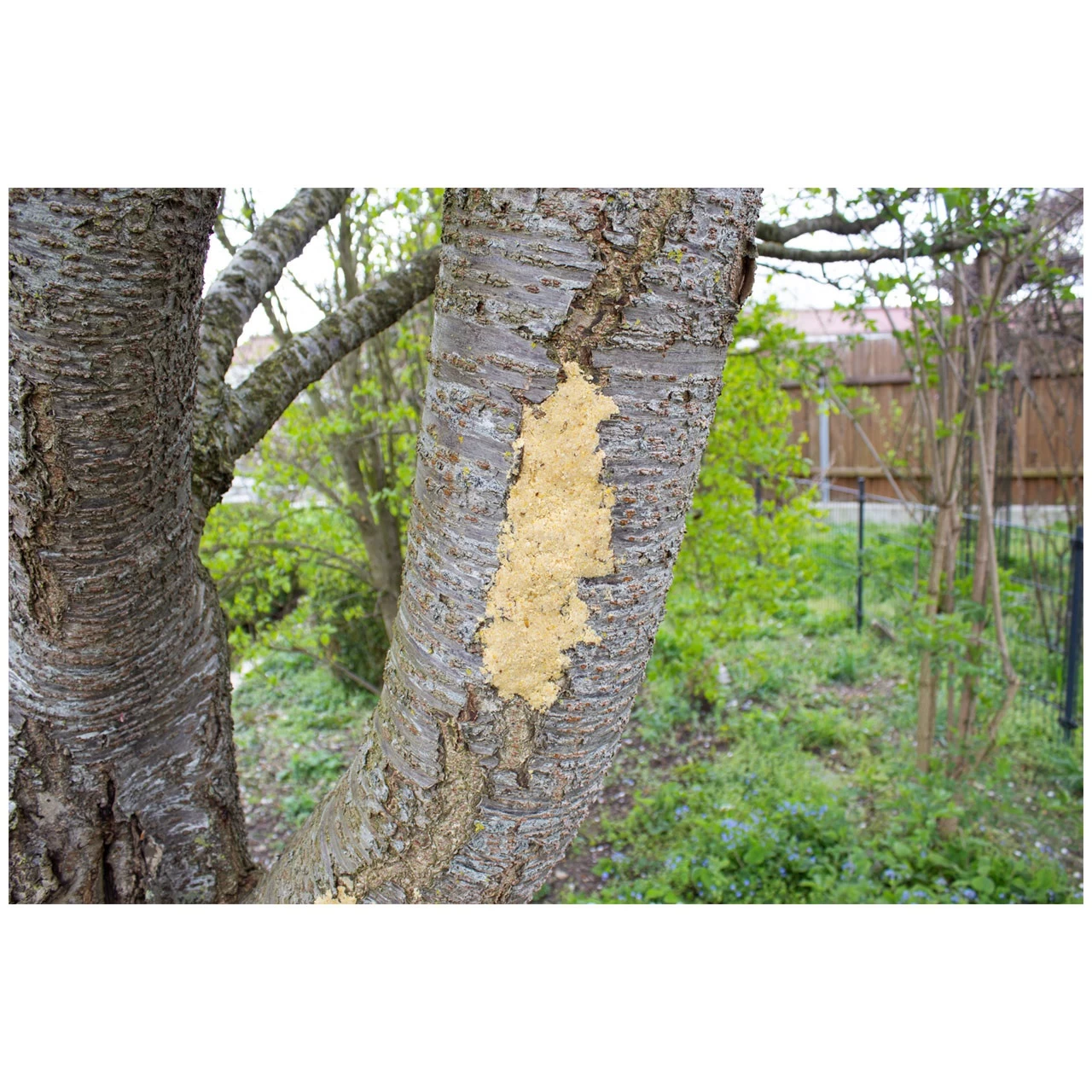 JR FARM Bark-Butter Starter-Set 4 JR FARM Bark-Butter Starter-Set - Image 4