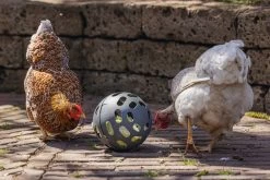 Beeztees Hühner Snackball