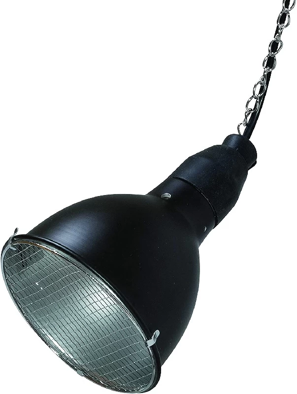 Bright Sun Set Turtle 3 Bright Sun Set Turtle - Image 3