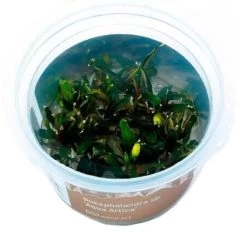 Bucephalandra Sp. "Aqua Artica"