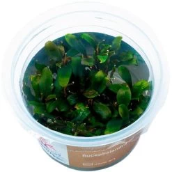 Bucephalandra Sp. Brownie