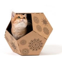 Cat In The Box