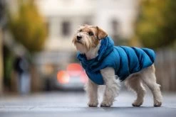 Croci Steppjacke Velveteen Blue 25cm -Haustierprodukte croci steppjacke velveteen blue 1