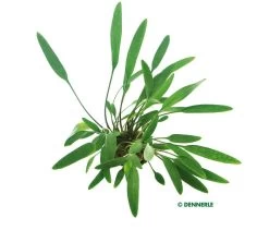 DENNERLE Cryptocoryne Lucens - Schmalblättriger Nevelli - Wasserkelch