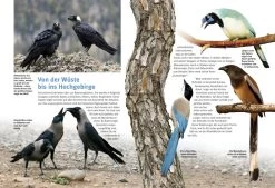 NTV, Entdecke Die Rabenvögel 7 NTV, Entdecke Die Rabenvögel -Haustierprodukte dc65ed0f385b0a351351215cbf465b3f