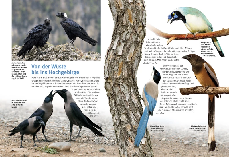 NTV, Entdecke Die Rabenvögel 4 NTV, Entdecke Die Rabenvögel - Image 4