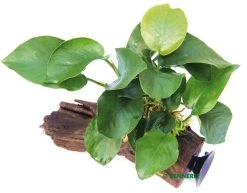 DENNERLE Anubias Barteri Auf Wurzel Mit Sauger