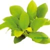 DENNERLE Anubias Barteri Var. Nana Gold