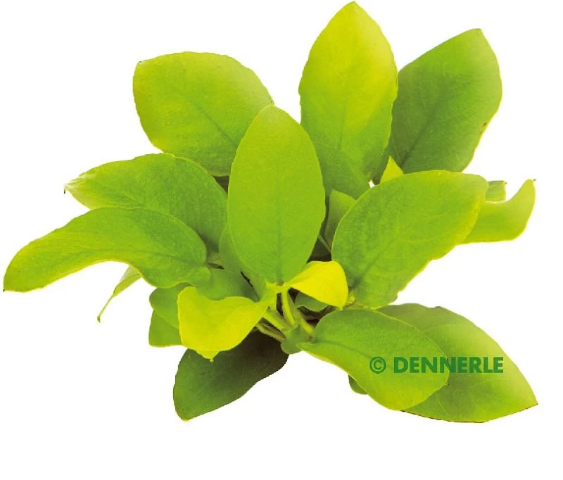 DENNERLE Anubias Barteri Var. Nana Gold 1 DENNERLE Anubias Barteri Var. Nana Gold