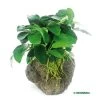 DENNERLE Anubias Nana Auf Stein - Zwergspeerblatt Auf Lavastein