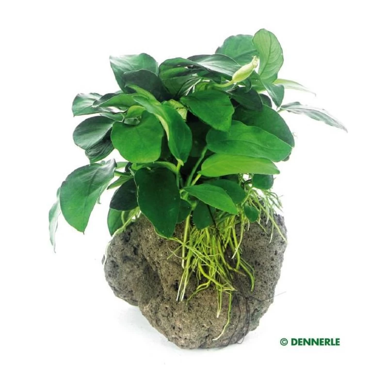 DENNERLE Anubias Nana Auf Stein - Zwergspeerblatt Auf Lavastein 1 DENNERLE Anubias Nana Auf Stein - Zwergspeerblatt Auf Lavastein