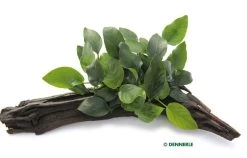 DENNERLE Anubias Nana Auf Wurzel - Zwergspeerblatt Auf Wurzel