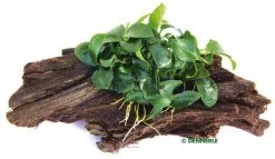 DENNERLE Anubias Nana Bonsai Auf Wurzel