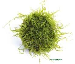 DENNERLE Biosphere Ball Mit Javamoos