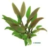 DENNERLE Cryptocoryne Lutea