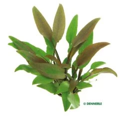 DENNERLE Cryptocoryne Lutea