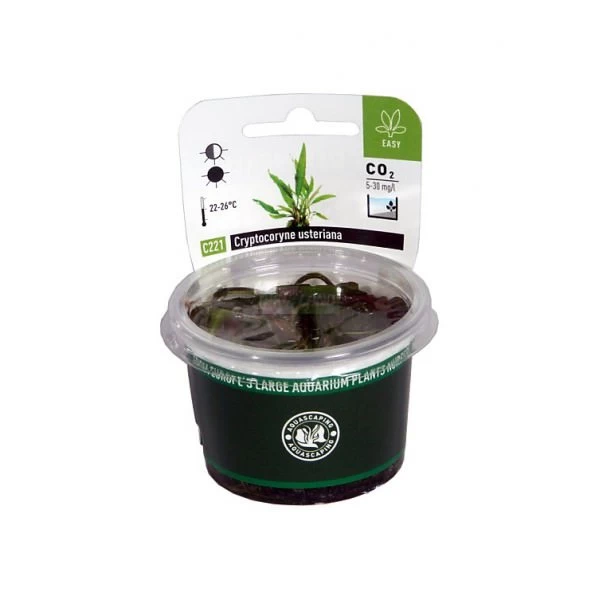 DENNERLE Cryptocoryne Usteriana - In-Vitro 1 DENNERLE Cryptocoryne Usteriana - In-Vitro