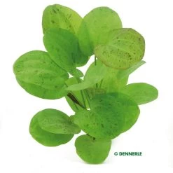 DENNERLE Echinodorus Dschungelstar Nr. 9 - Froschlöffel Getüpfelter Harbich