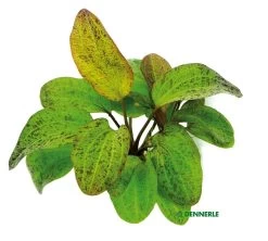 DENNERLE Echinodorus Ozelot