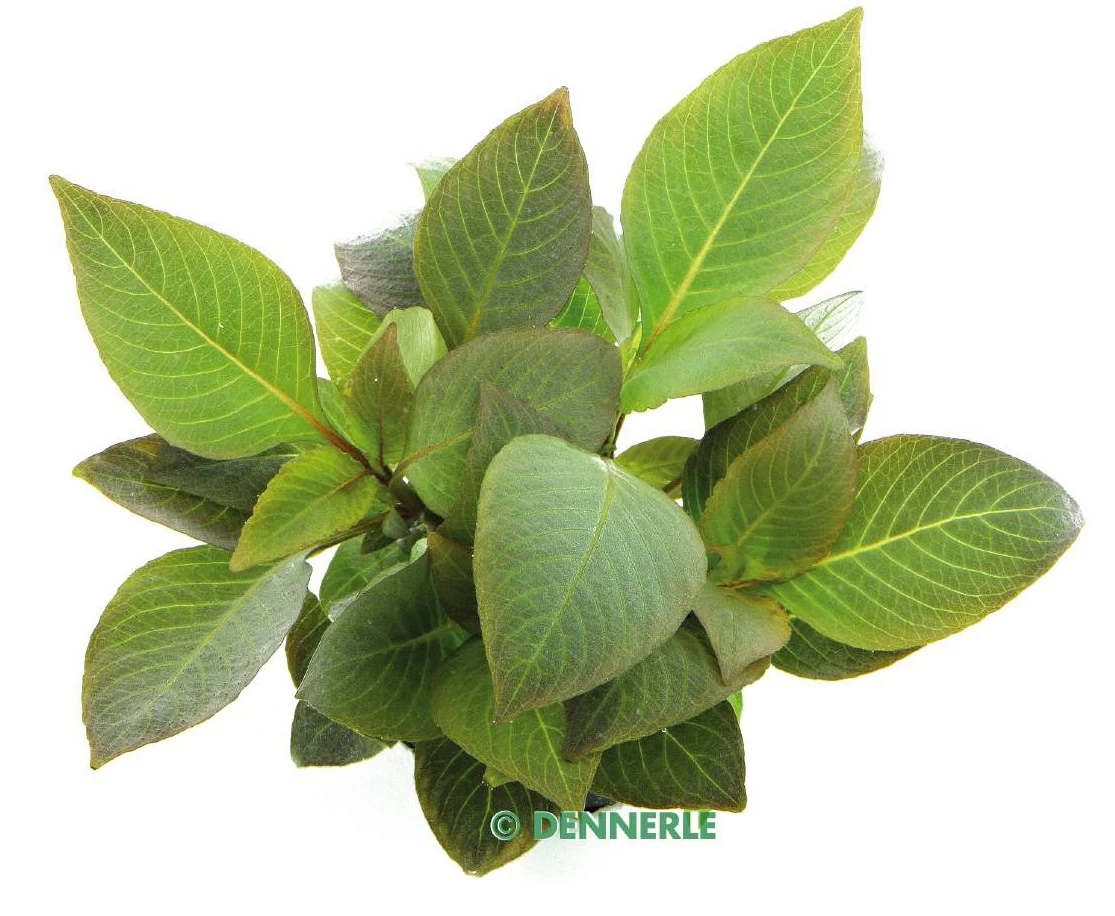 DENNERLE Hygrophila Corymbosa Kompakt - Kurzstängeliger Wasserfreund 1 DENNERLE Hygrophila Corymbosa Kompakt - Kurzstängeliger Wasserfreund