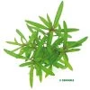 DENNERLE Hygrophila Lancea - Vorher Hygrophila Spec. Araguaia