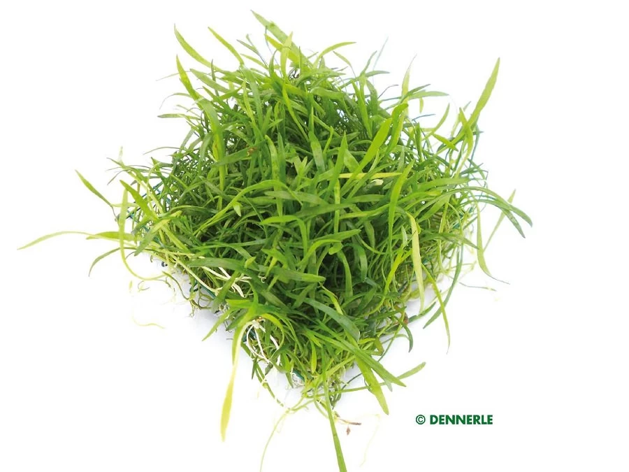 DENNERLE Lilaeopsis Brasiliensis - Brasilianische Graspflanze - Pad 9x9cm 1 DENNERLE Lilaeopsis Brasiliensis - Brasilianische Graspflanze - Pad 9x9cm