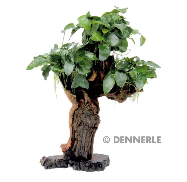 DENNERLE Mbuna - Mopaniwurzel Mit Standfuss Und Anubias Nana - Gross 1 DENNERLE Mbuna - Mopaniwurzel Mit Standfuss Und Anubias Nana - Gross