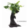 DENNERLE Mbuna - Mopaniwurzel Mit Standfuss Und Anubias Nana - Klein
