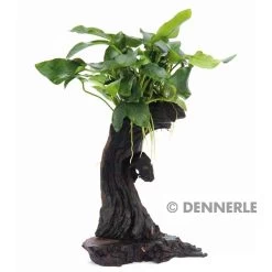 DENNERLE Mbuna - Mopaniwurzel Mit Standfuss Und Anubias Nana - Klein