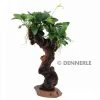 DENNERLE Mbuna - Mopaniwurzel Mit Standfuss Und Anubias Nana - Mittel