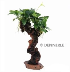 DENNERLE Mbuna - Mopaniwurzel Mit Standfuss Und Anubias Nana - Mittel