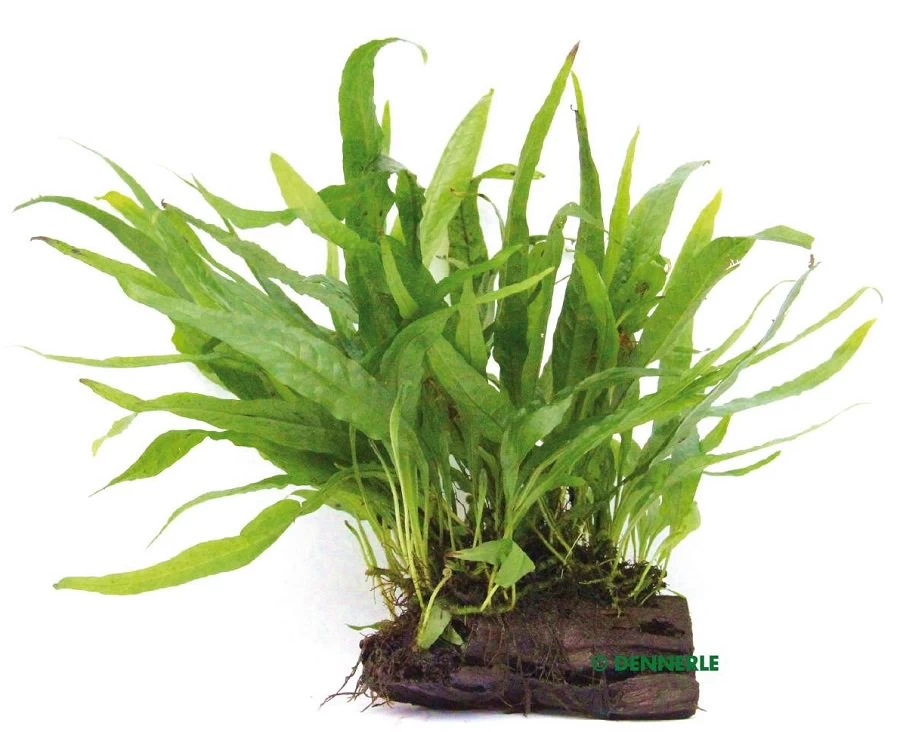 DENNERLE Microsorum Pteropus Auf Wurzel - Javafarn Auf Wurzel 1 DENNERLE Microsorum Pteropus Auf Wurzel - Javafarn Auf Wurzel