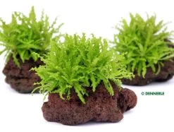 DENNERLE Pogostemon Helferi - Gewelltblättriges Laichkraut - Auf Einem Stein