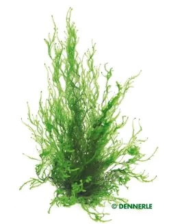 DENNERLE Taxiphyllum Spec. - Flammenmoos In-Vitro