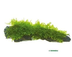 DENNERLE Vesicularia MontagneiIn-Vitro